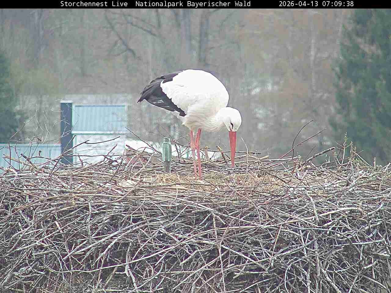 Archived image Webcam Bavarian Forest National Park - Stork Nest