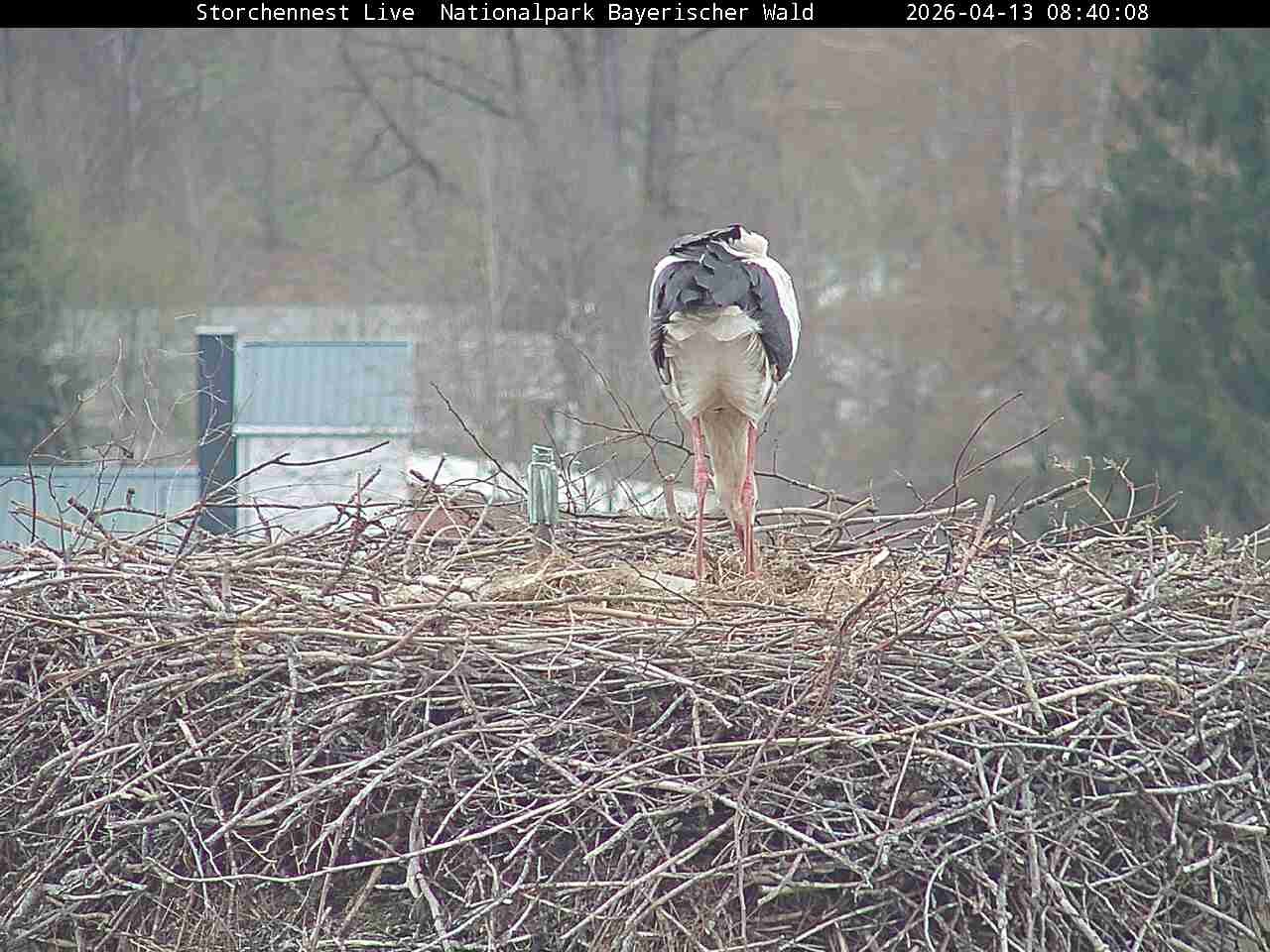 Archived image Webcam Bavarian Forest National Park - Stork Nest