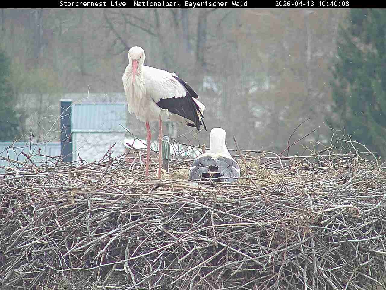 Archiv Foto Webcam Nationalpark Bayerischer Wald - Storchennest - Grafenau