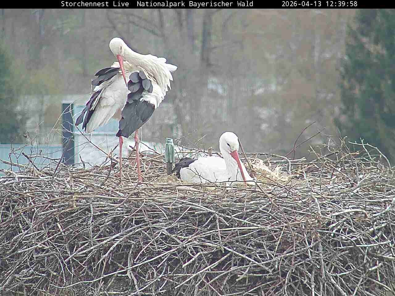 Archiv Foto Webcam Nationalpark Bayerischer Wald - Storchennest - Grafenau