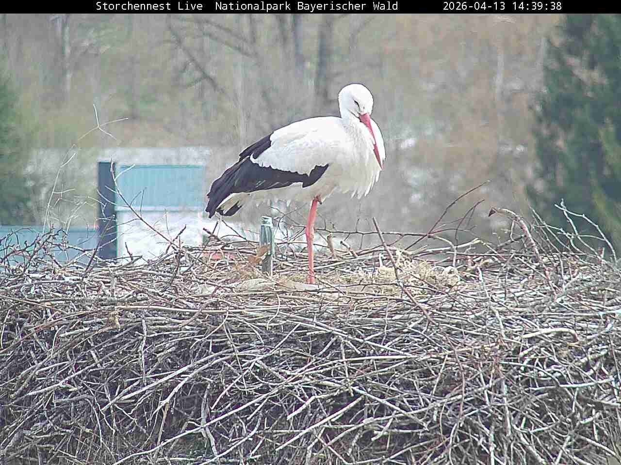 Archiv Foto Webcam Nationalpark Bayerischer Wald - Storchennest - Grafenau