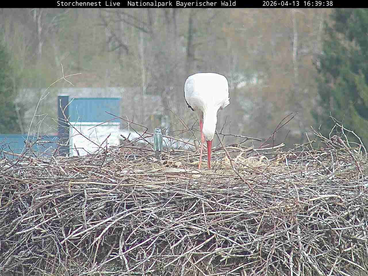 Archiv Foto Webcam Nationalpark Bayerischer Wald - Storchennest - Grafenau