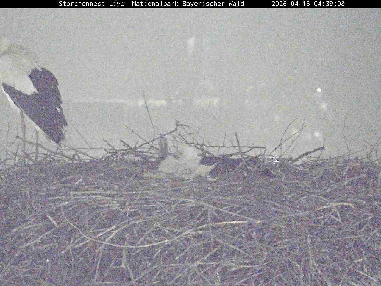 Archived image Webcam Bavarian Forest National Park - Stork Nest