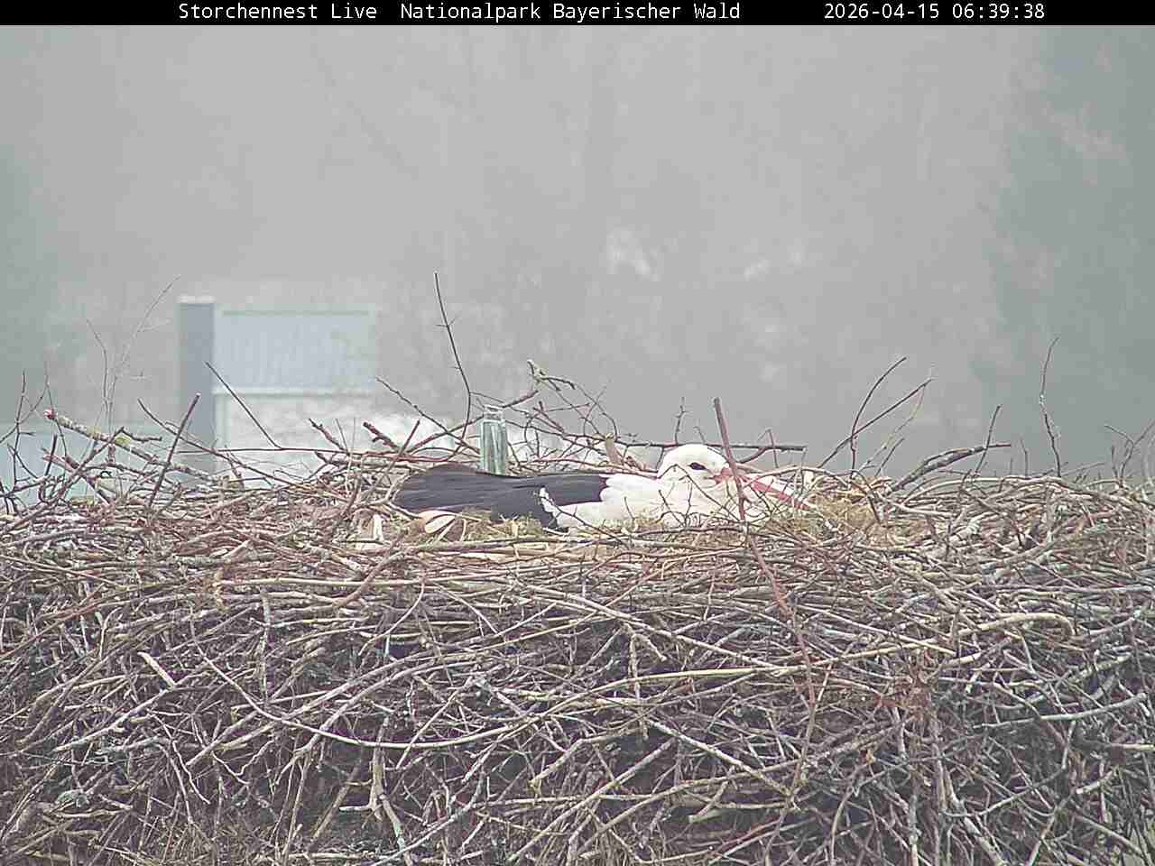 Archived image Webcam Bavarian Forest National Park - Stork Nest