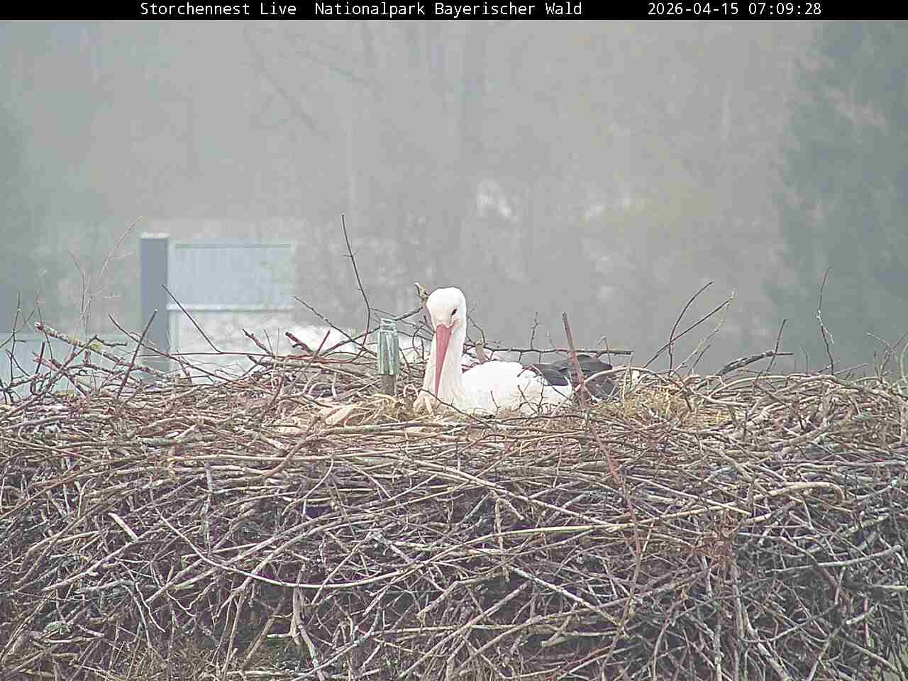 Archived image Webcam Bavarian Forest National Park - Stork Nest