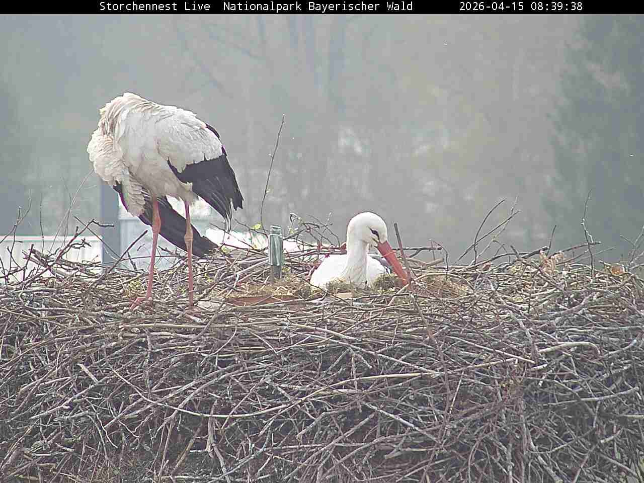Archived image Webcam Bavarian Forest National Park - Stork Nest