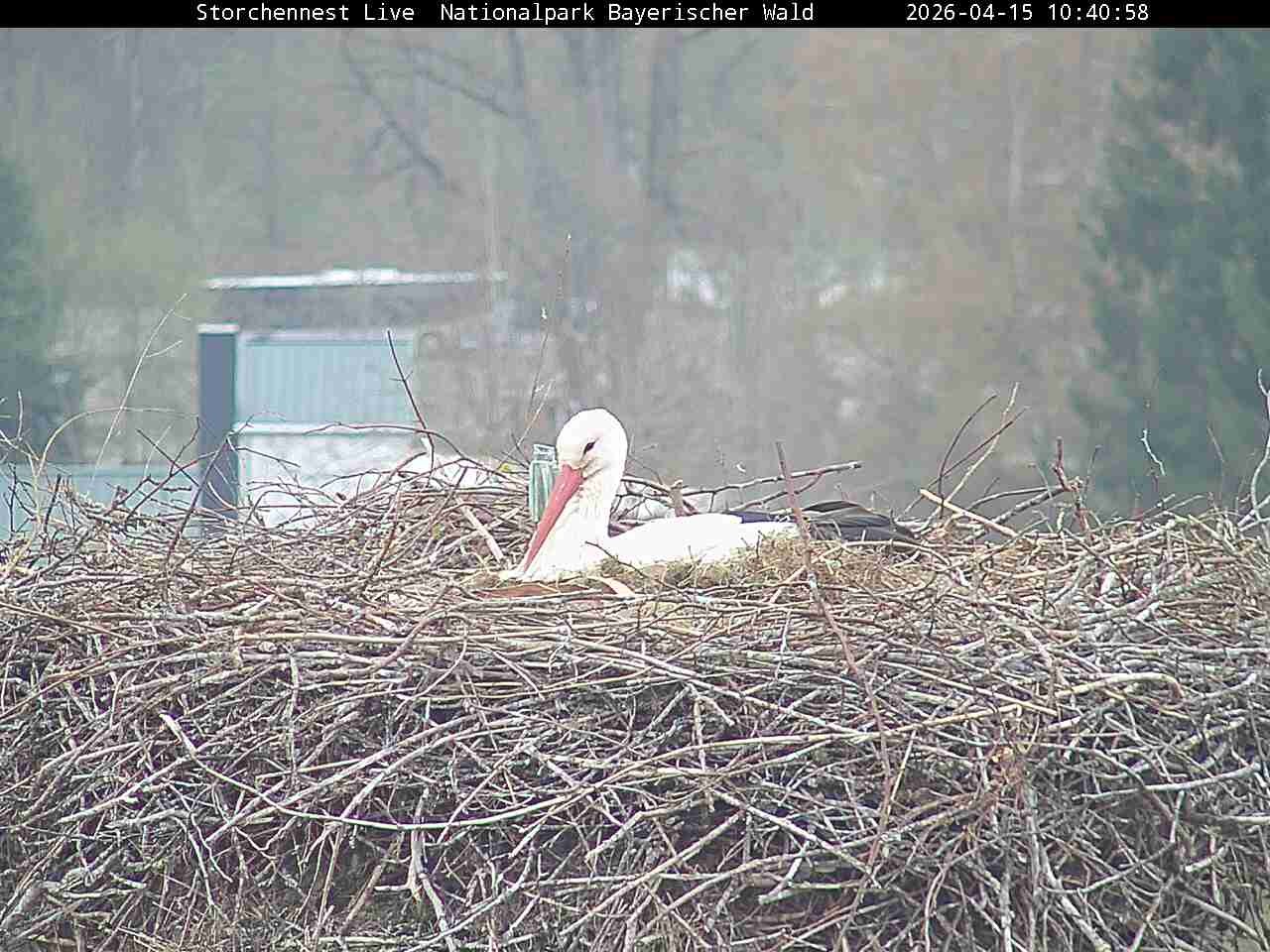 Archived image Webcam Bavarian Forest National Park - Stork Nest