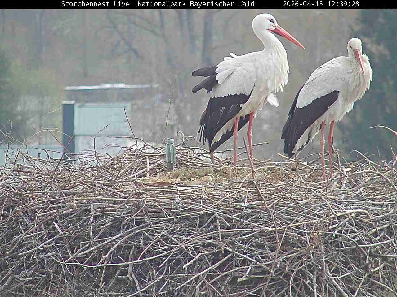 Archived image Webcam Bavarian Forest National Park - Stork Nest