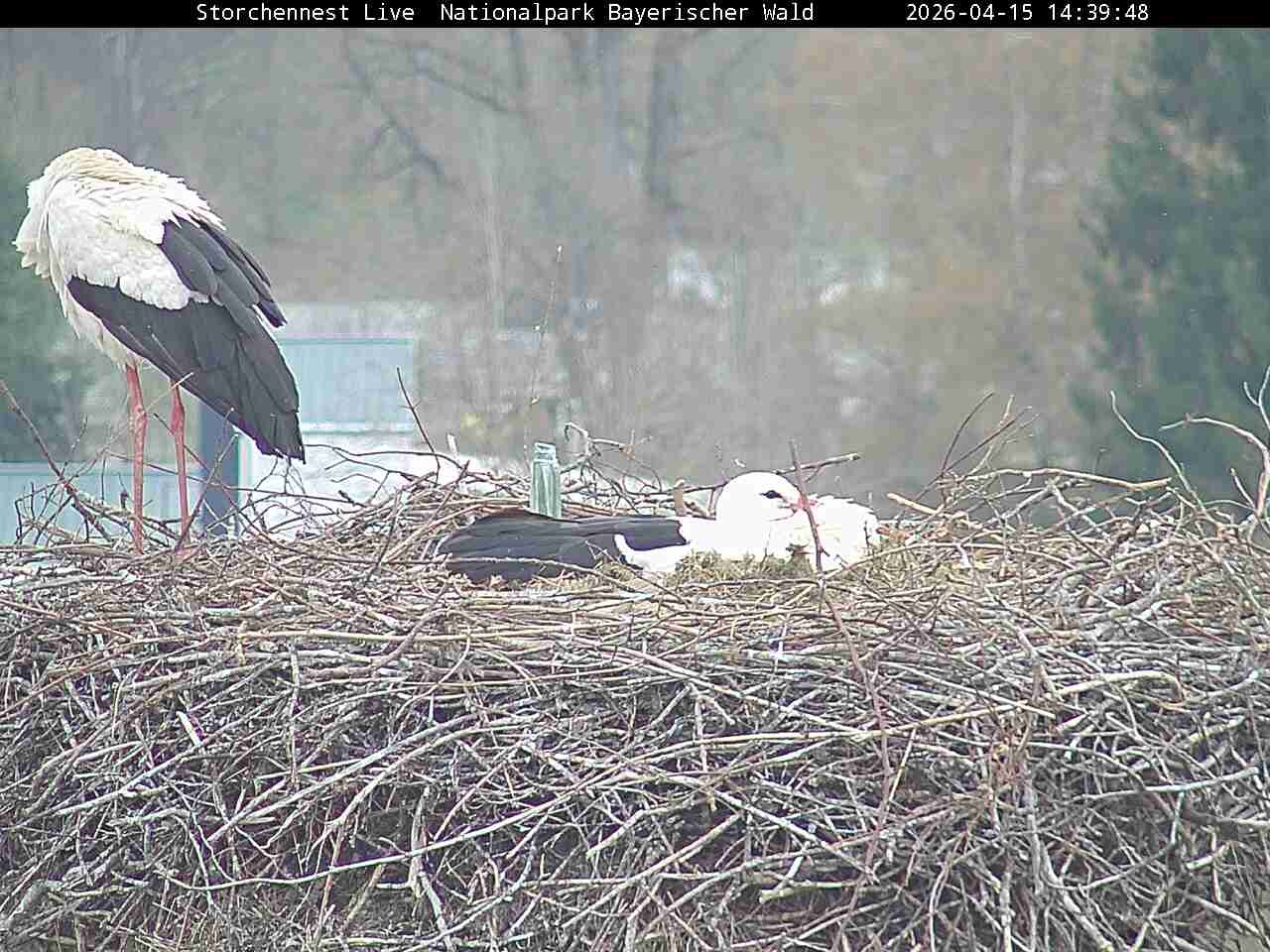 Archived image Webcam Bavarian Forest National Park - Stork Nest