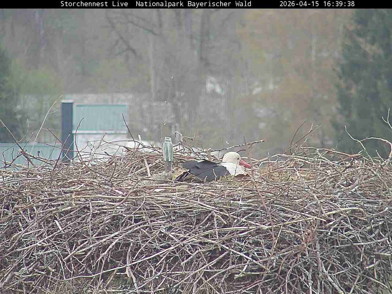 Archived image Webcam Bavarian Forest National Park - Stork Nest