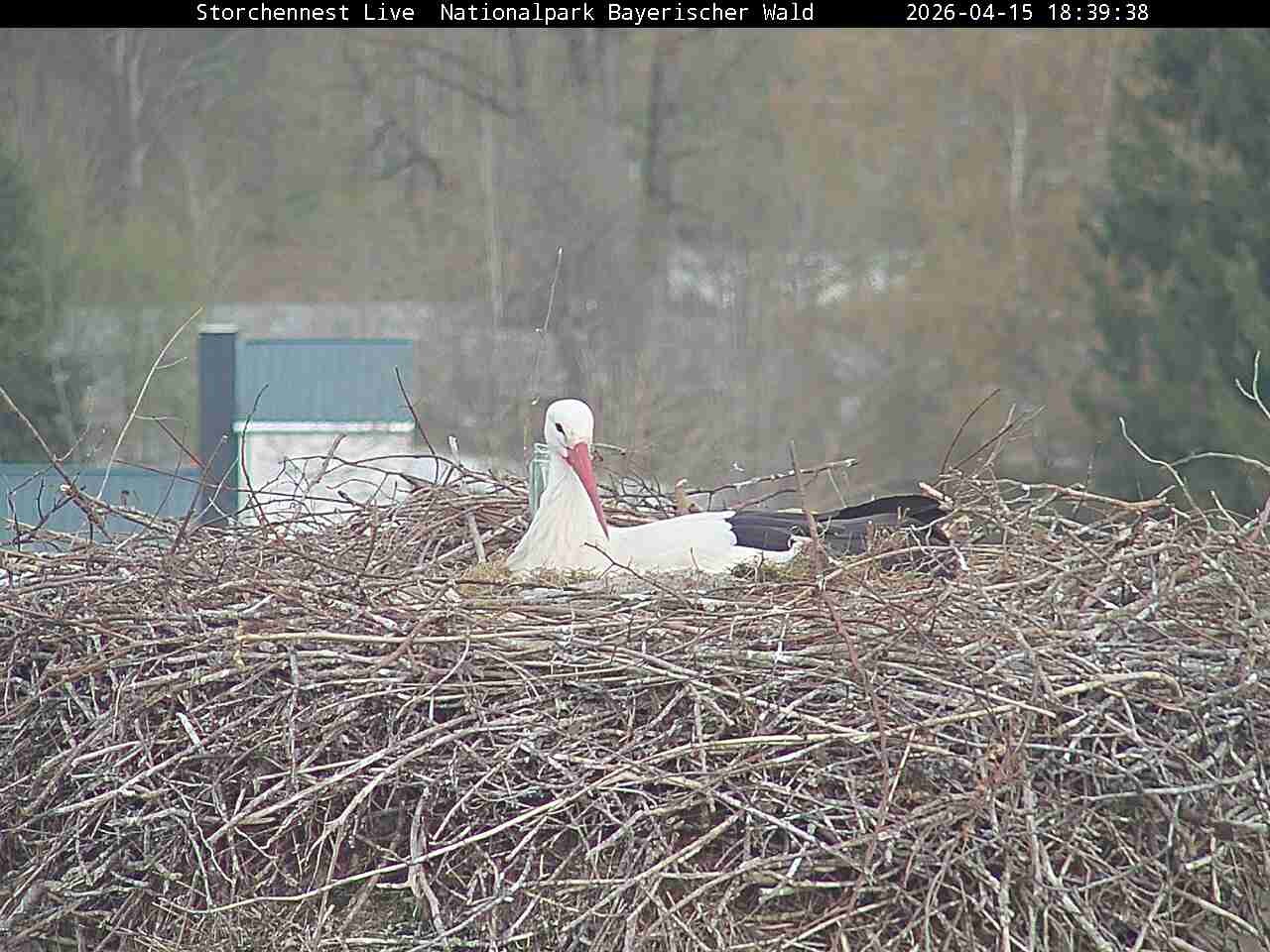 Archived image Webcam Bavarian Forest National Park - Stork Nest