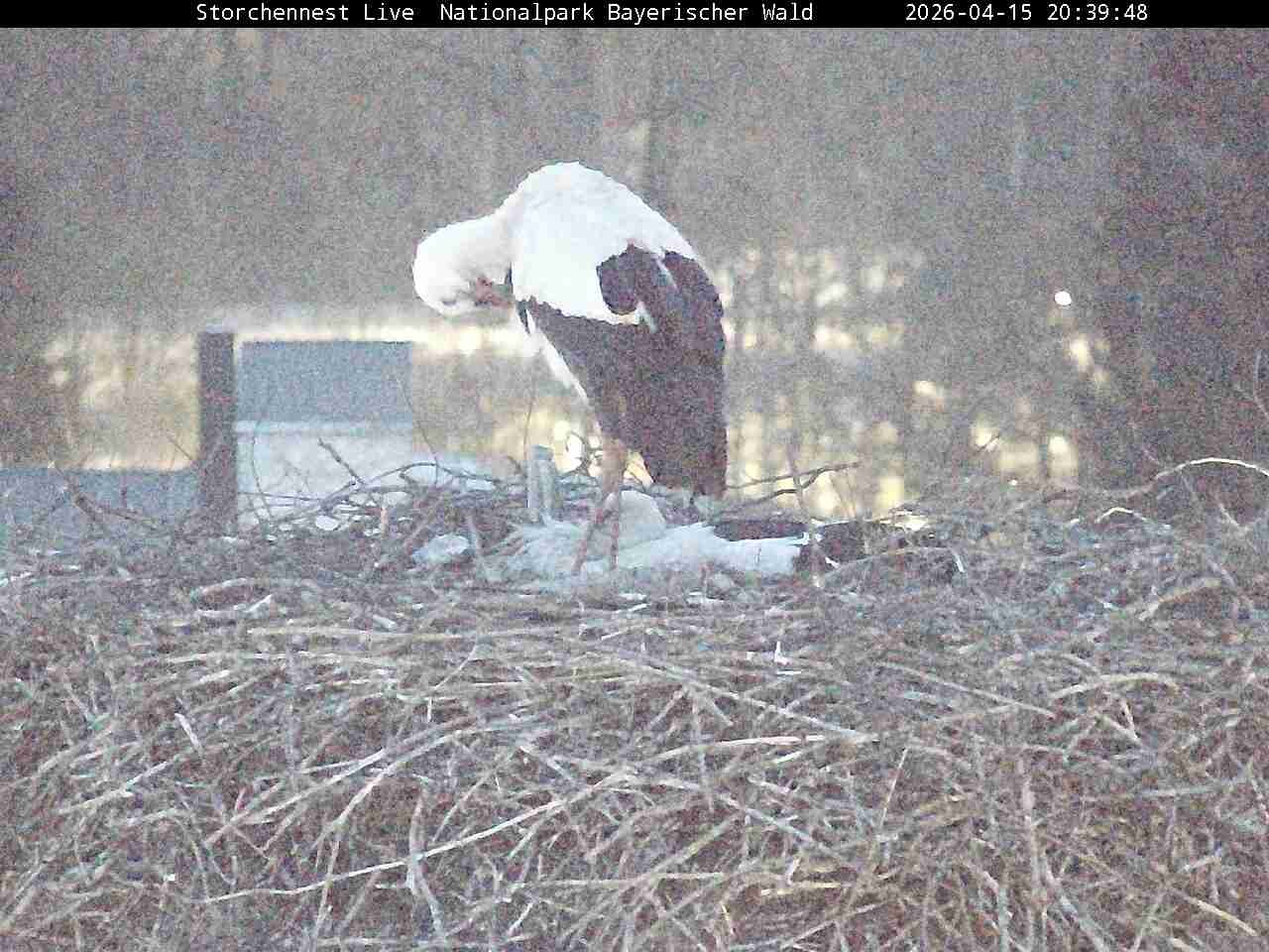 Archived image Webcam Bavarian Forest National Park - Stork Nest