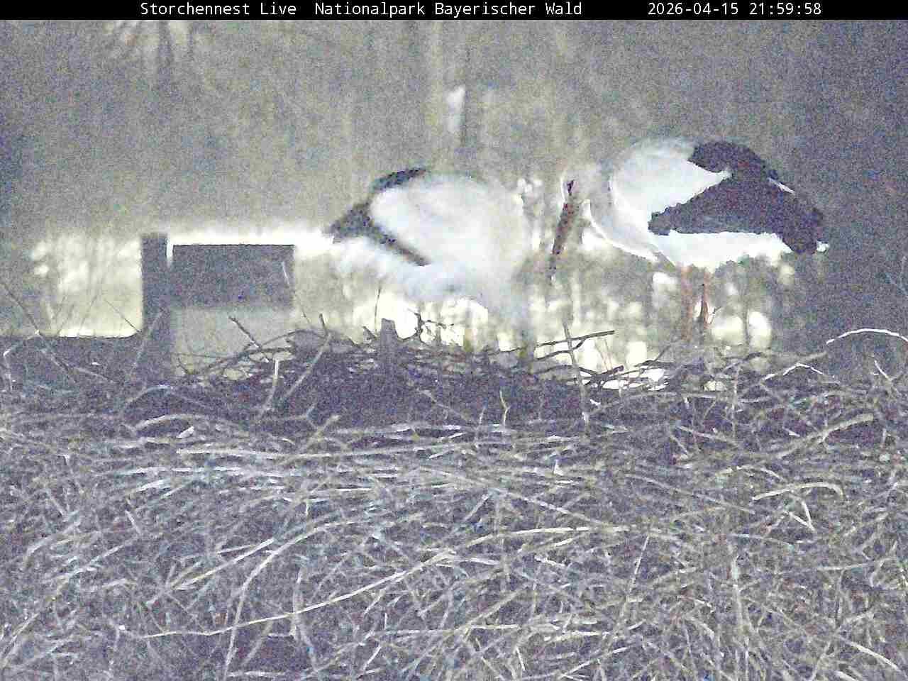 Archived image Webcam Bavarian Forest National Park - Stork Nest