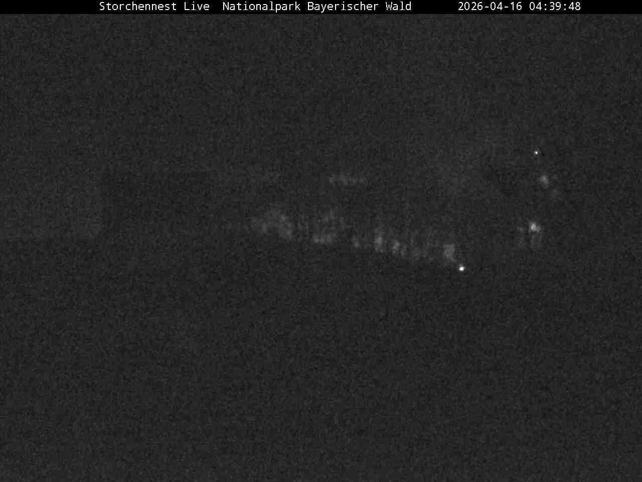 Archiv Foto Webcam Nationalpark Bayerischer Wald - Storchennest - Grafenau