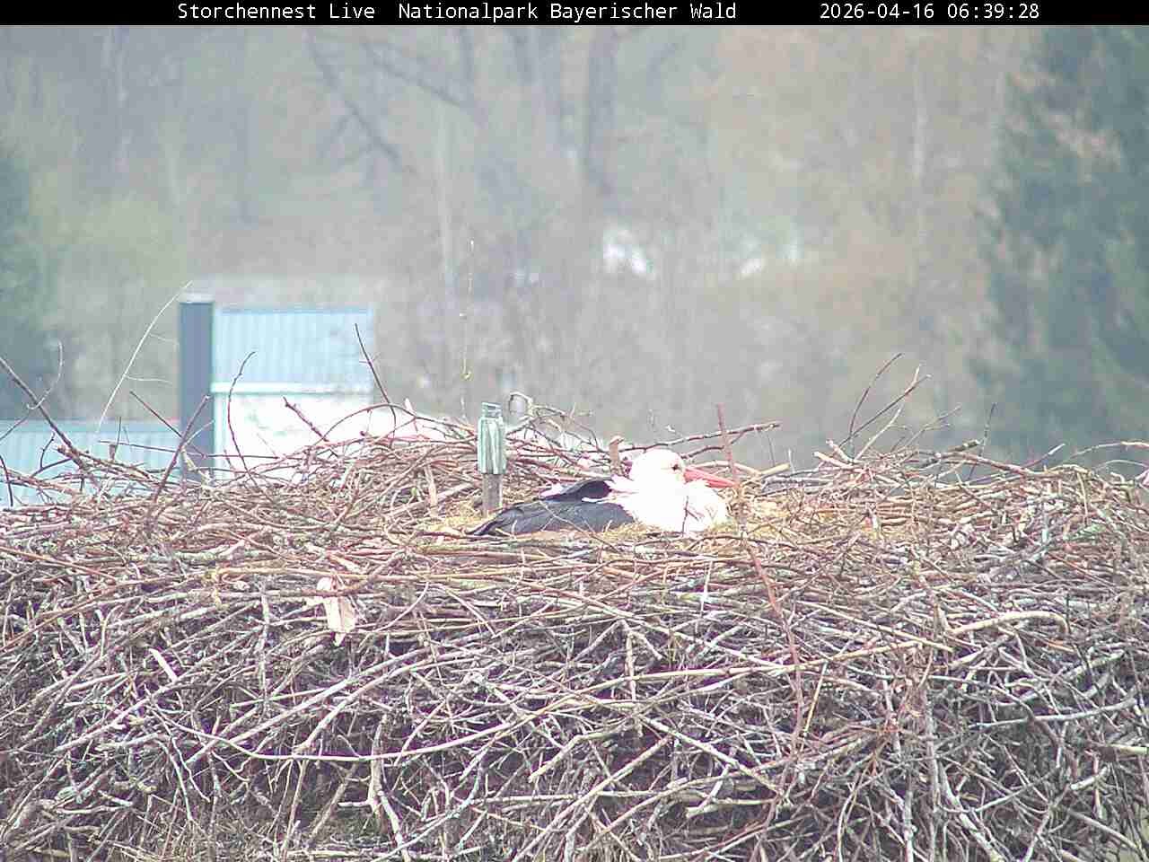 Archiv Foto Webcam Nationalpark Bayerischer Wald - Storchennest - Grafenau