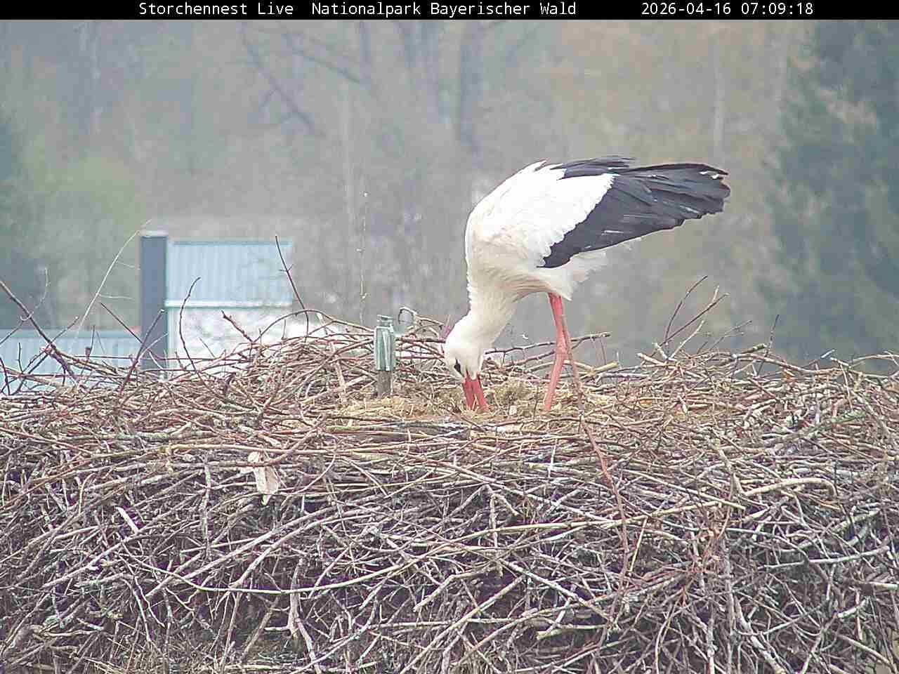 Archiv Foto Webcam Nationalpark Bayerischer Wald - Storchennest - Grafenau
