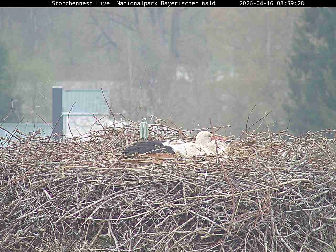 Archiv Foto Webcam Nationalpark Bayerischer Wald - Storchennest - Grafenau