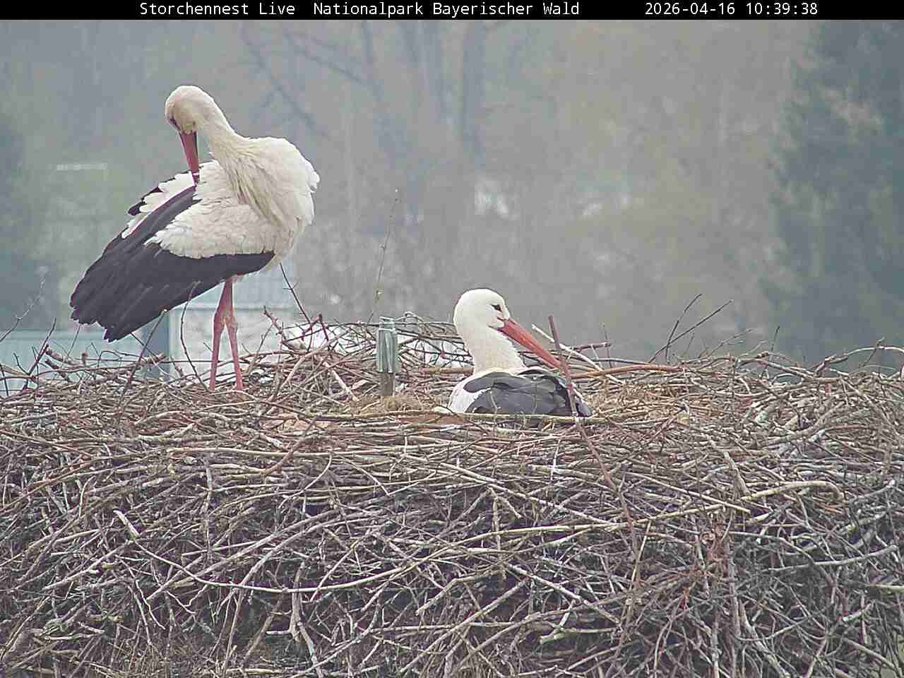 Archiv Foto Webcam Nationalpark Bayerischer Wald - Storchennest - Grafenau
