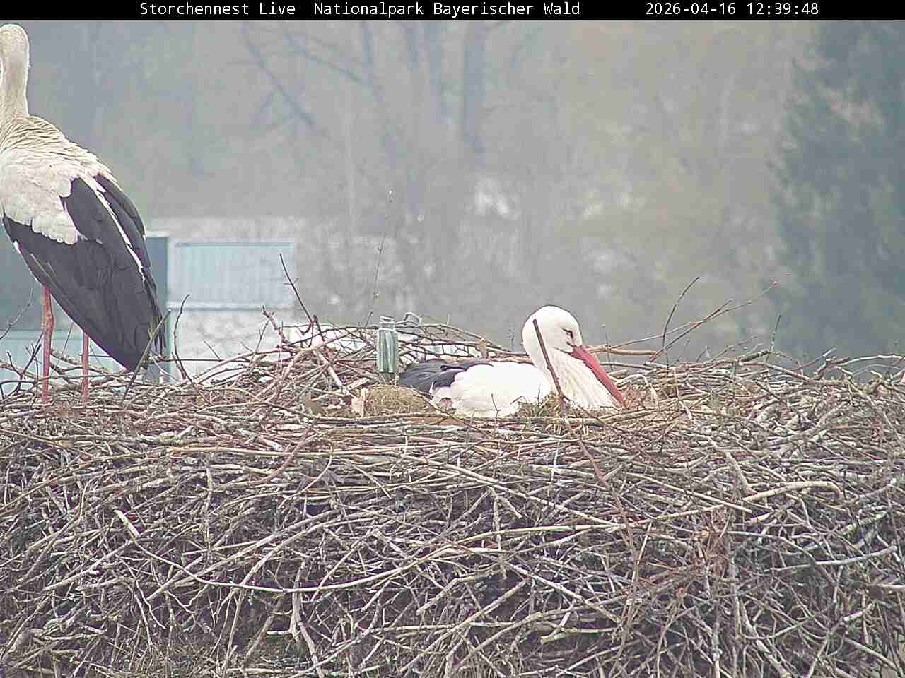 Archiv Foto Webcam Nationalpark Bayerischer Wald - Storchennest - Grafenau