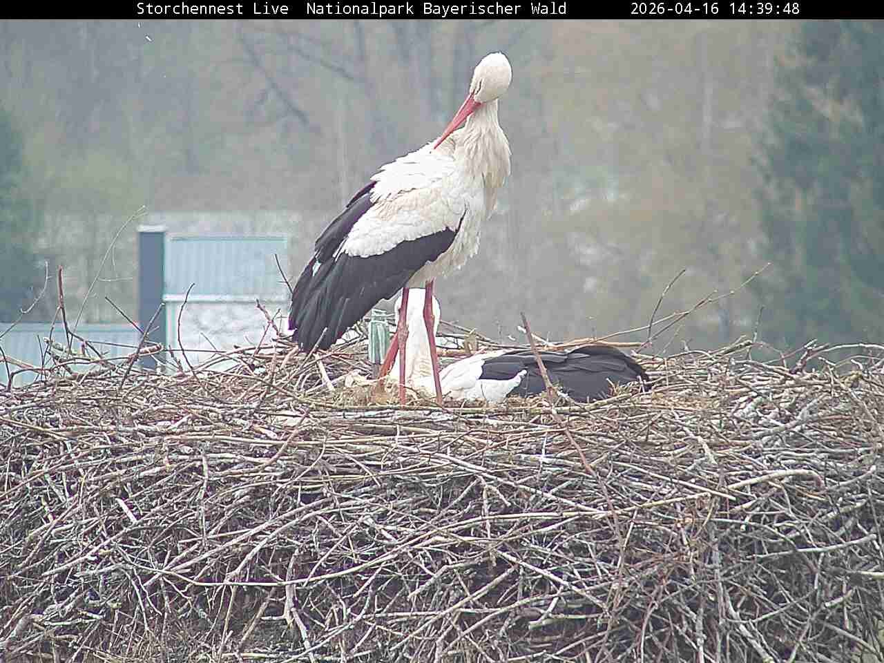 Archiv Foto Webcam Nationalpark Bayerischer Wald - Storchennest - Grafenau