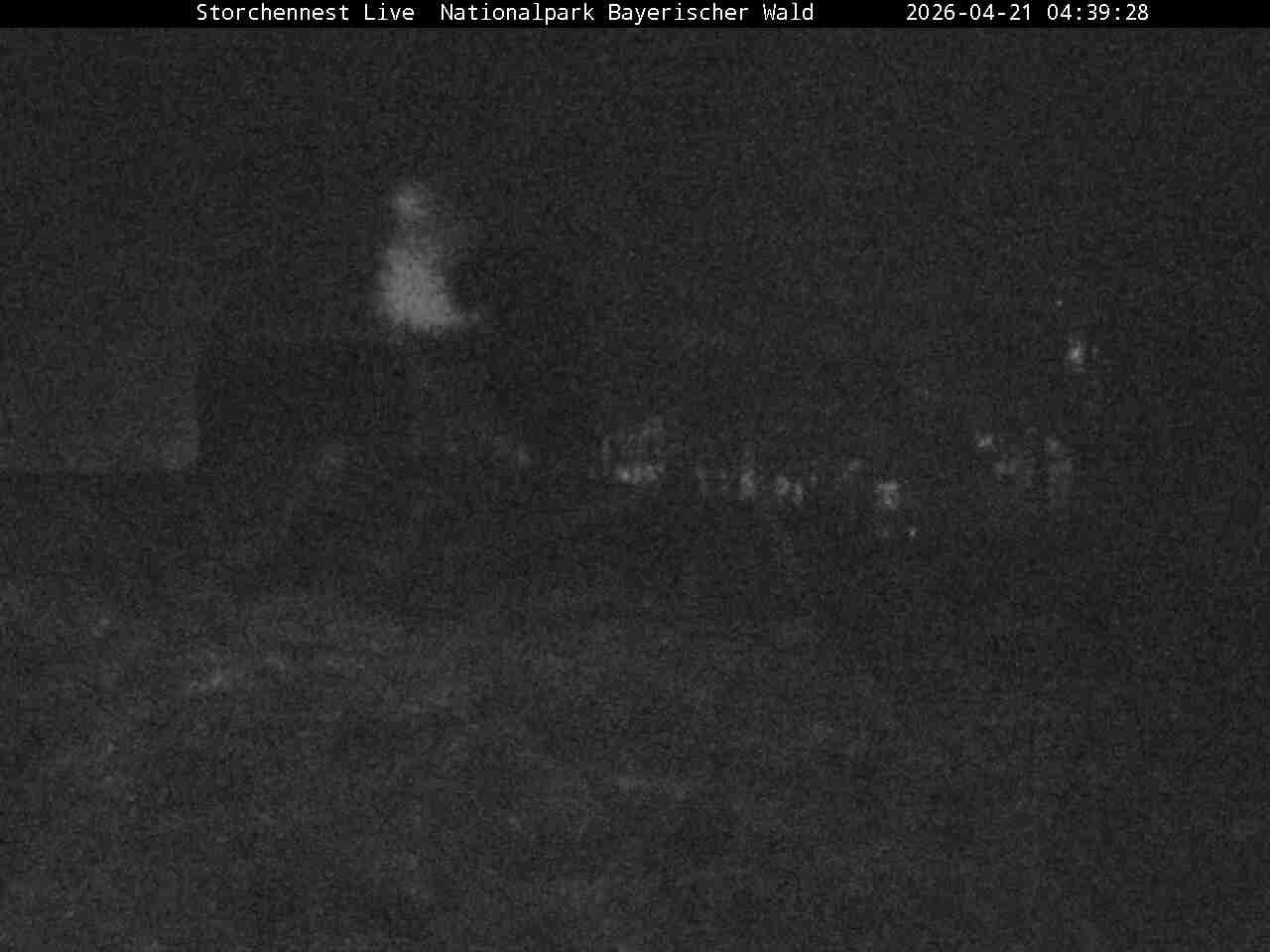 Archiv Foto Webcam Nationalpark Bayerischer Wald - Storchennest - Grafenau