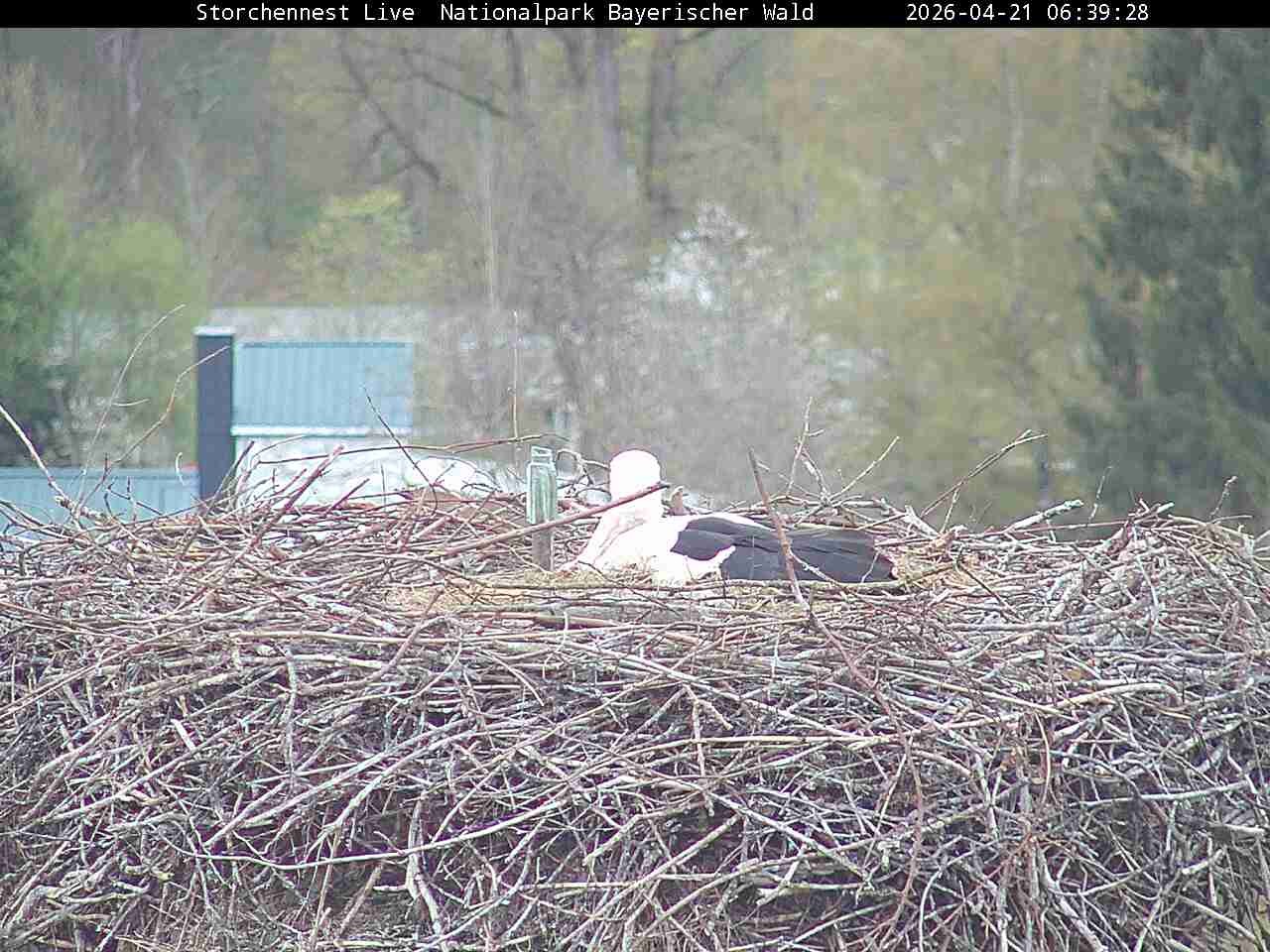 Archiv Foto Webcam Nationalpark Bayerischer Wald - Storchennest - Grafenau