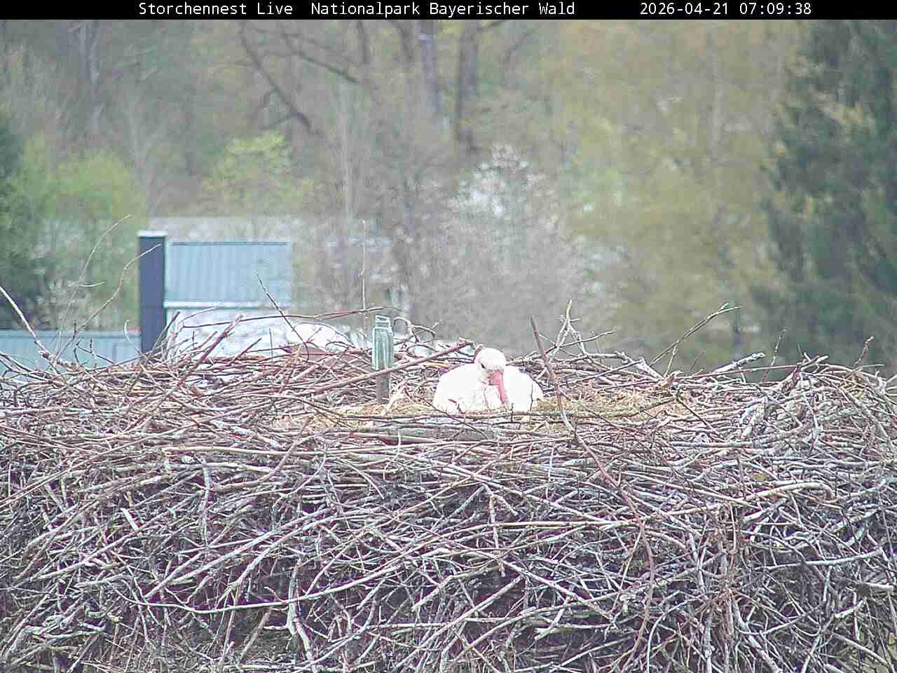 Archiv Foto Webcam Nationalpark Bayerischer Wald - Storchennest - Grafenau