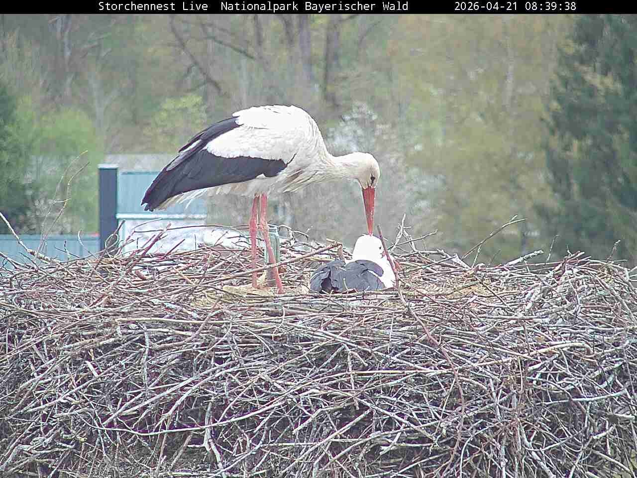 Archiv Foto Webcam Nationalpark Bayerischer Wald - Storchennest - Grafenau