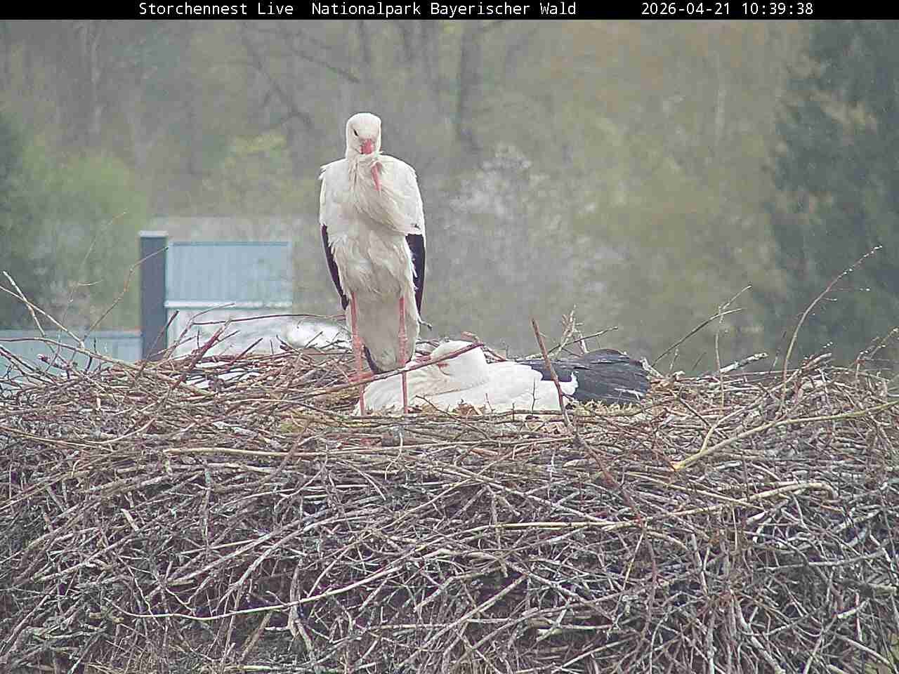 Archiv Foto Webcam Nationalpark Bayerischer Wald - Storchennest - Grafenau