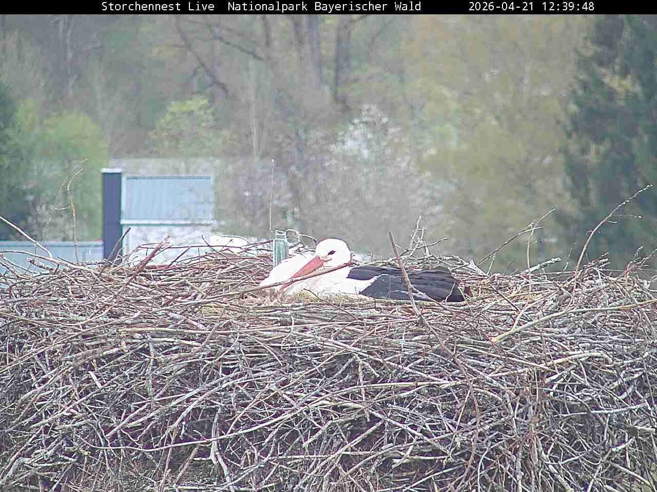 Archiv Foto Webcam Nationalpark Bayerischer Wald - Storchennest - Grafenau
