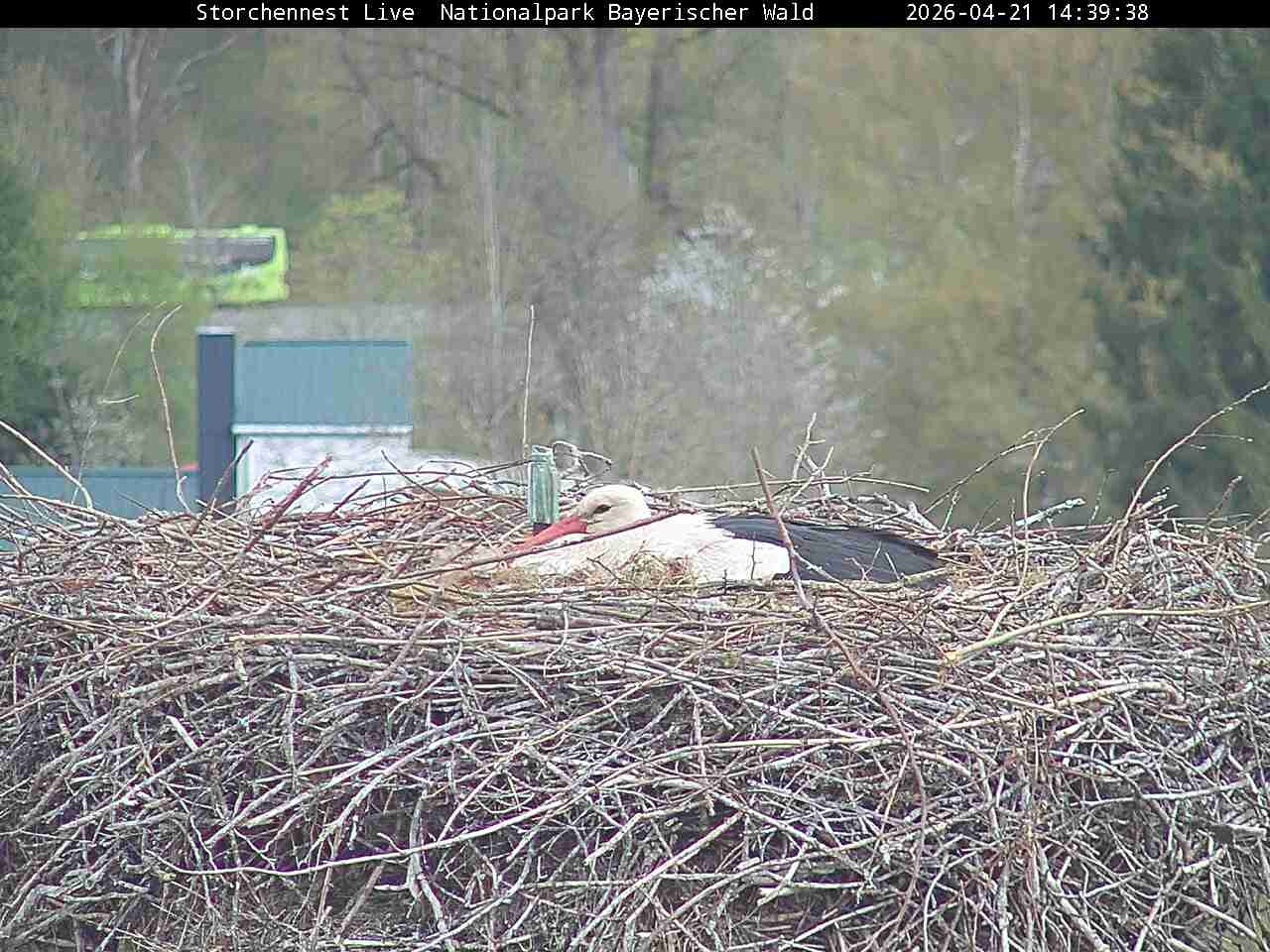 Archiv Foto Webcam Nationalpark Bayerischer Wald - Storchennest - Grafenau