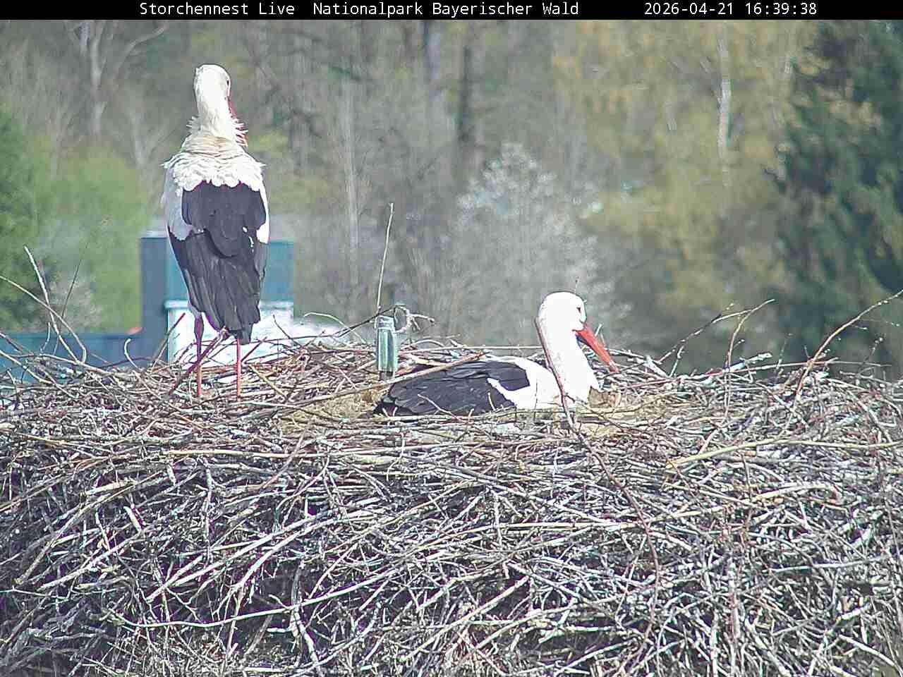 Archiv Foto Webcam Nationalpark Bayerischer Wald - Storchennest - Grafenau