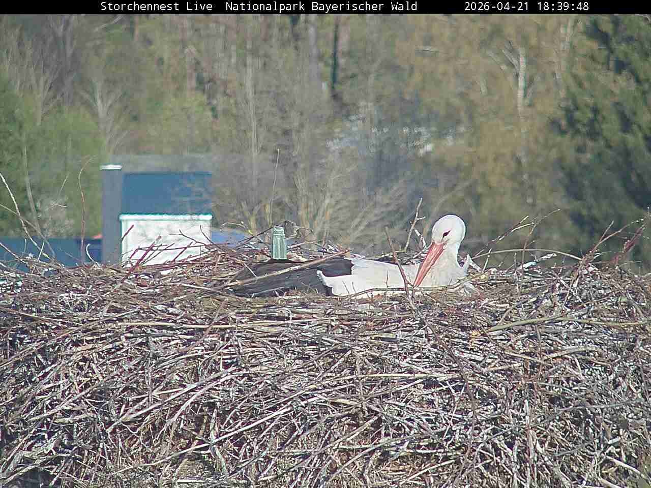 Archiv Foto Webcam Nationalpark Bayerischer Wald - Storchennest - Grafenau
