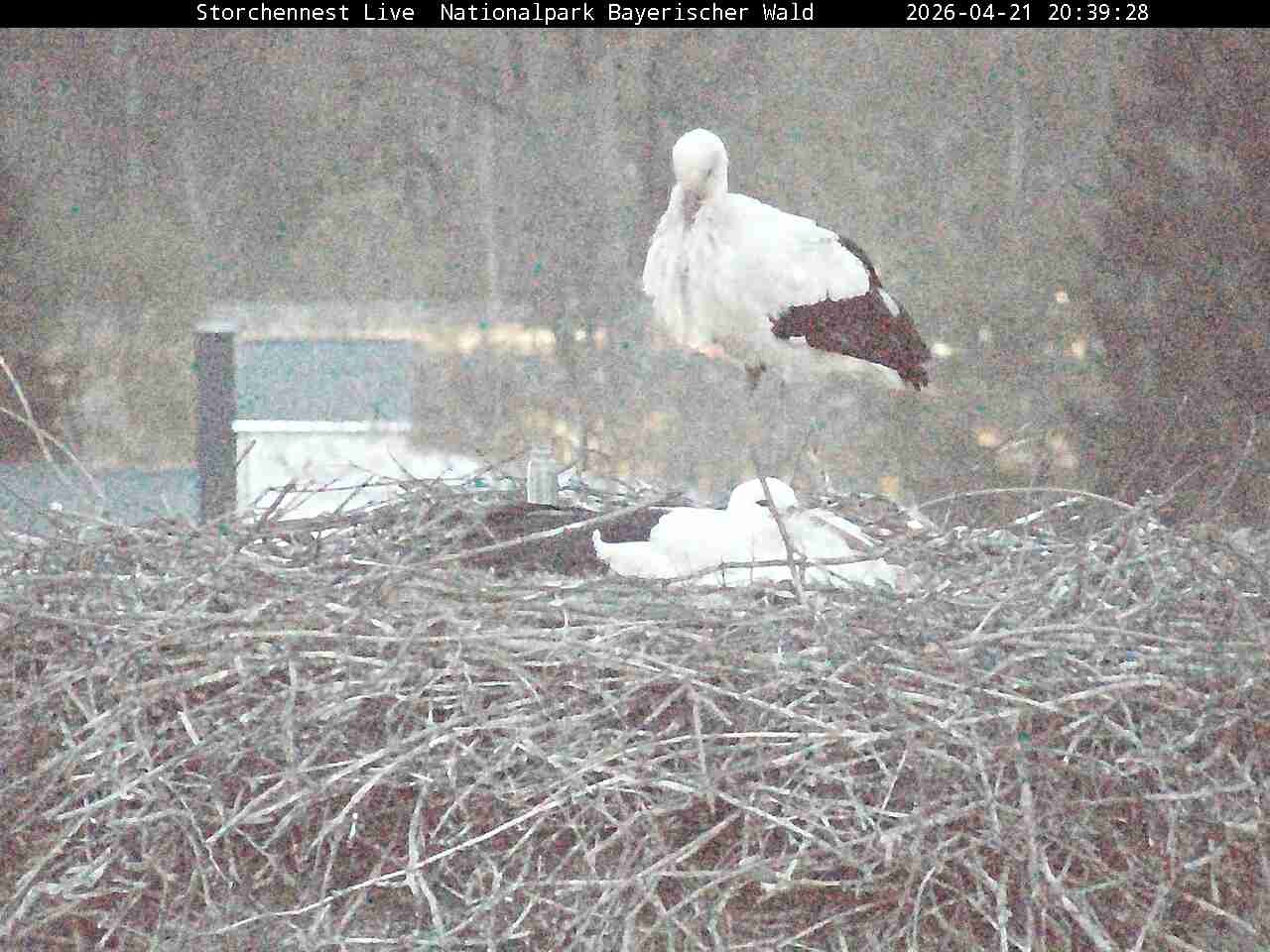 Archived image Webcam Bavarian Forest National Park - Stork Nest