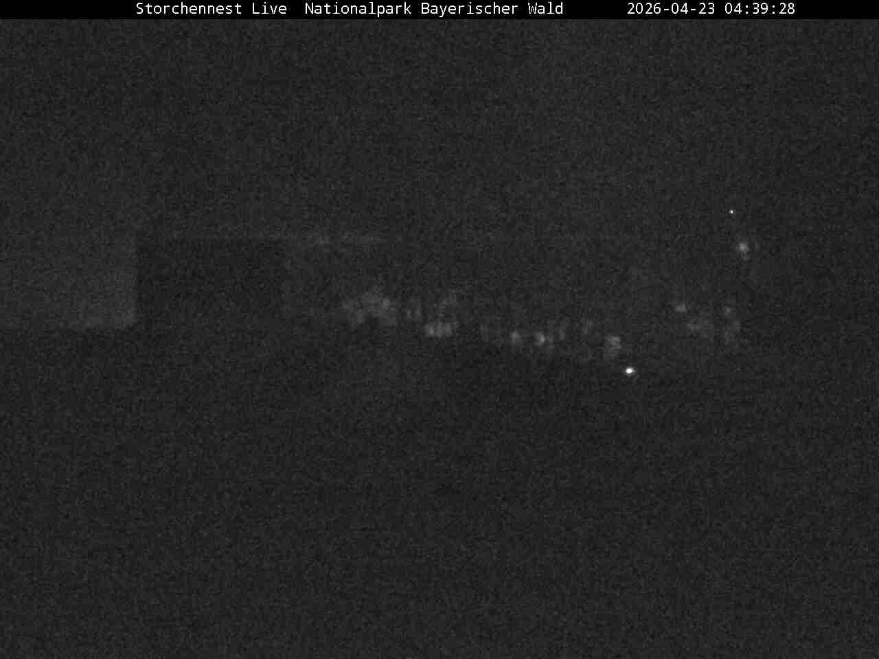 Archiv Foto Webcam Nationalpark Bayerischer Wald - Storchennest - Grafenau