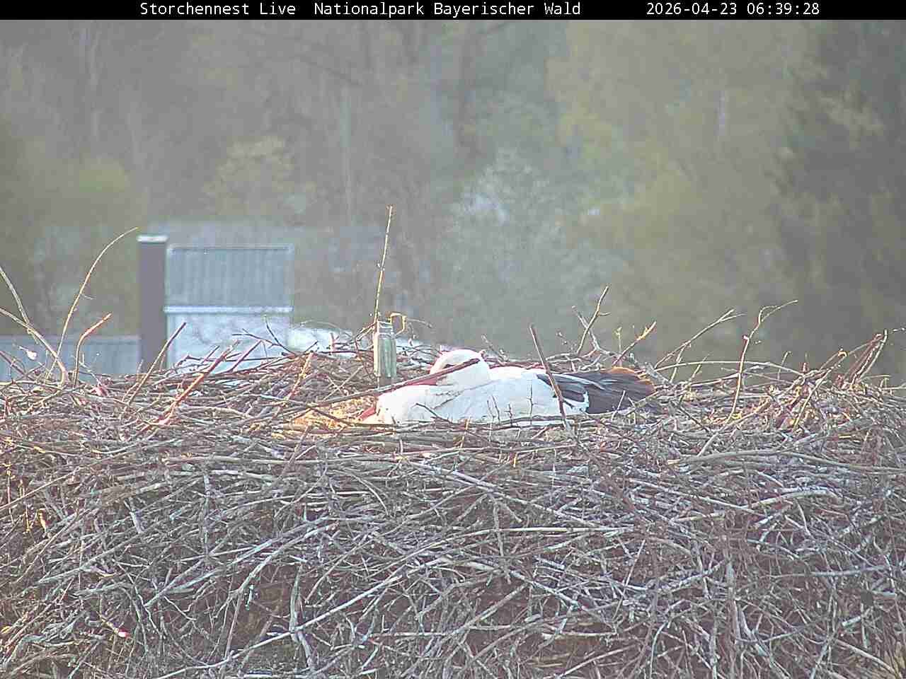 Archiv Foto Webcam Nationalpark Bayerischer Wald - Storchennest - Grafenau