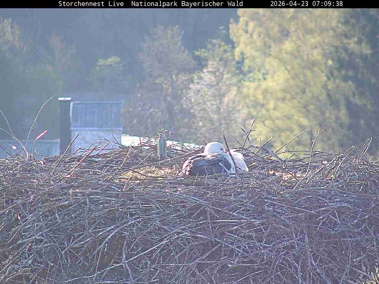 Archiv Foto Webcam Nationalpark Bayerischer Wald - Storchennest - Grafenau