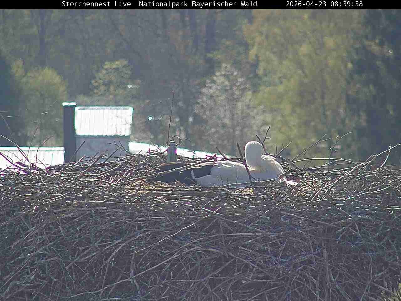 Archiv Foto Webcam Nationalpark Bayerischer Wald - Storchennest - Grafenau