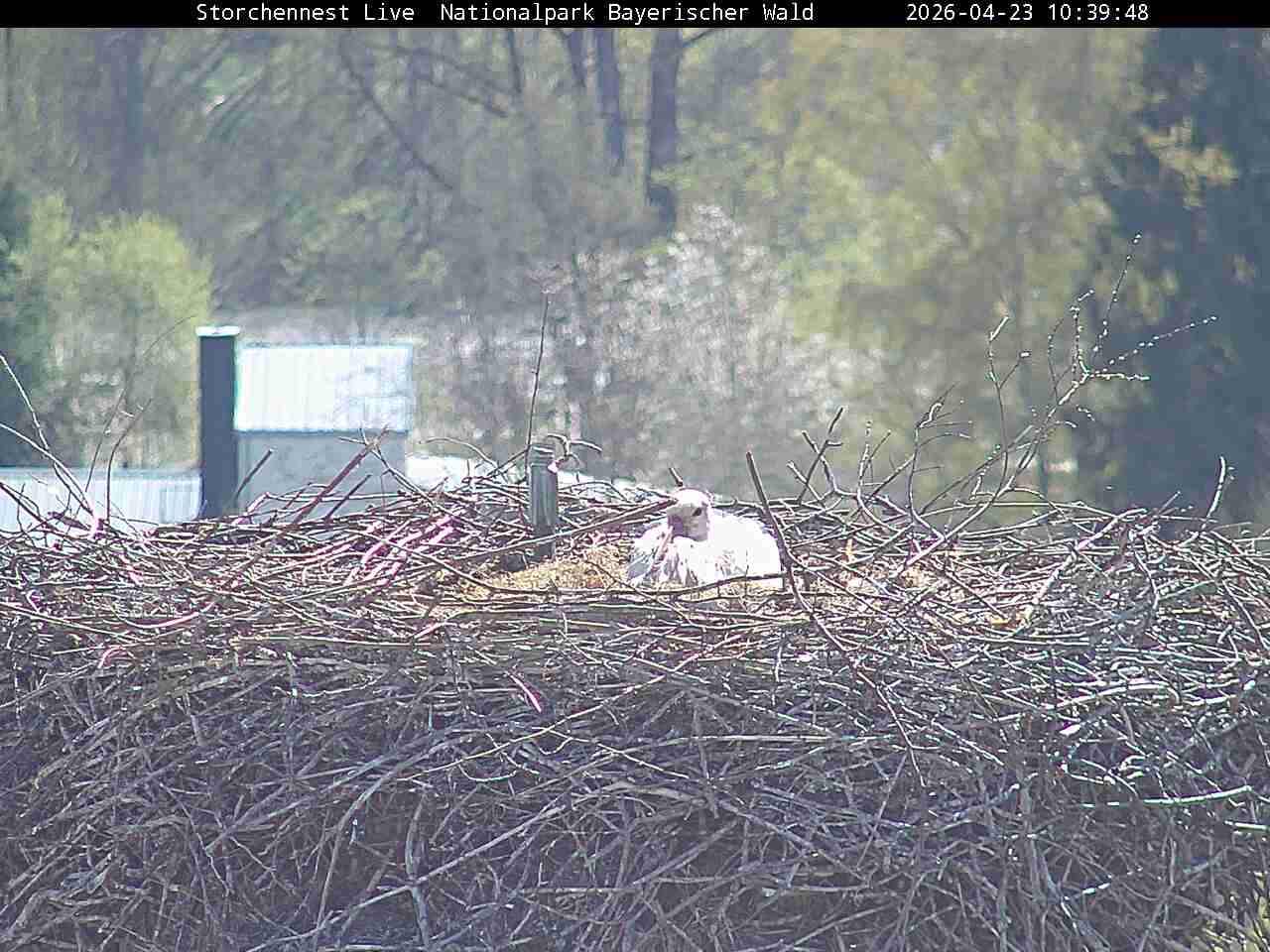 Archiv Foto Webcam Nationalpark Bayerischer Wald - Storchennest - Grafenau