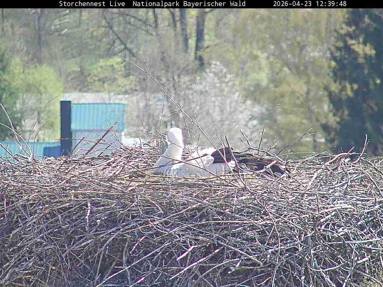 Archiv Foto Webcam Nationalpark Bayerischer Wald - Storchennest - Grafenau