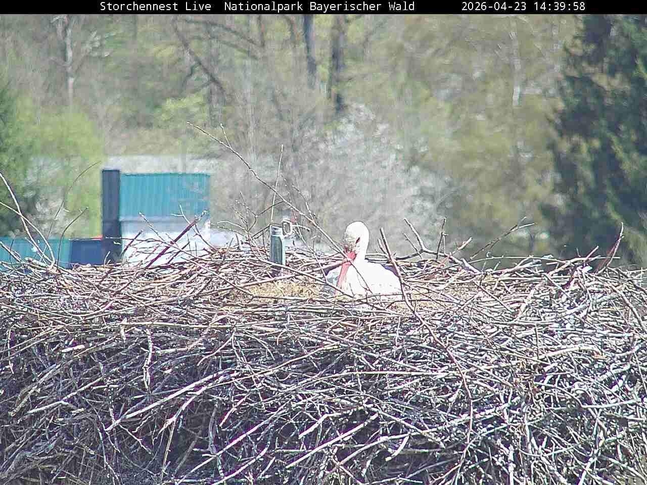 Archiv Foto Webcam Nationalpark Bayerischer Wald - Storchennest - Grafenau