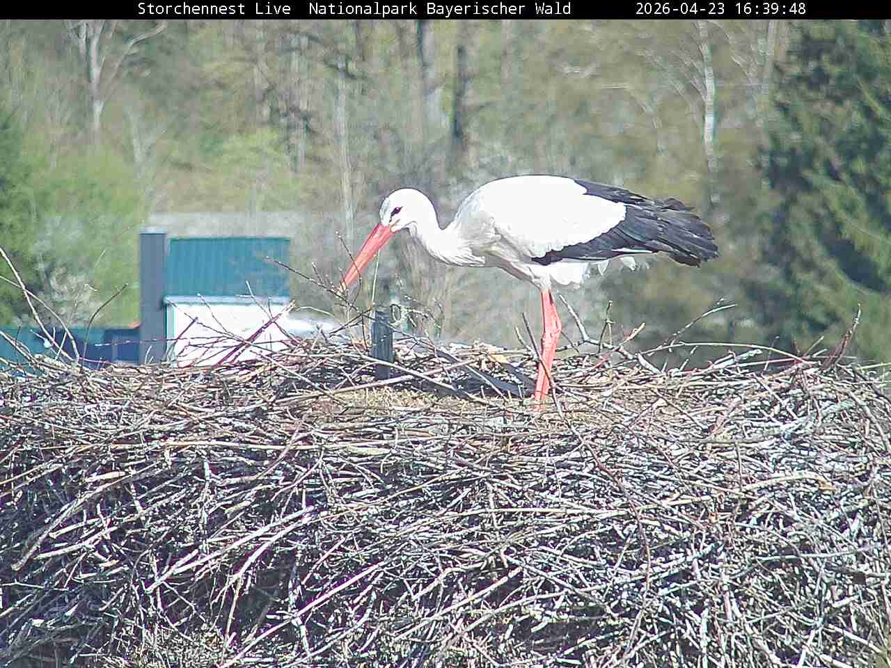 Archiv Foto Webcam Nationalpark Bayerischer Wald - Storchennest - Grafenau