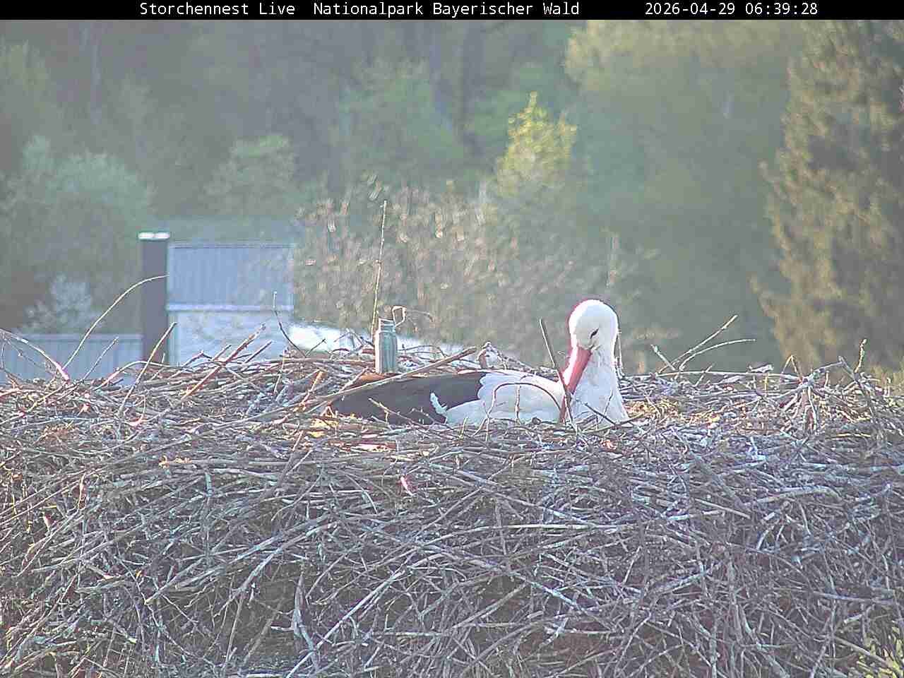 Archiv Foto Webcam Nationalpark Bayerischer Wald - Storchennest - Grafenau