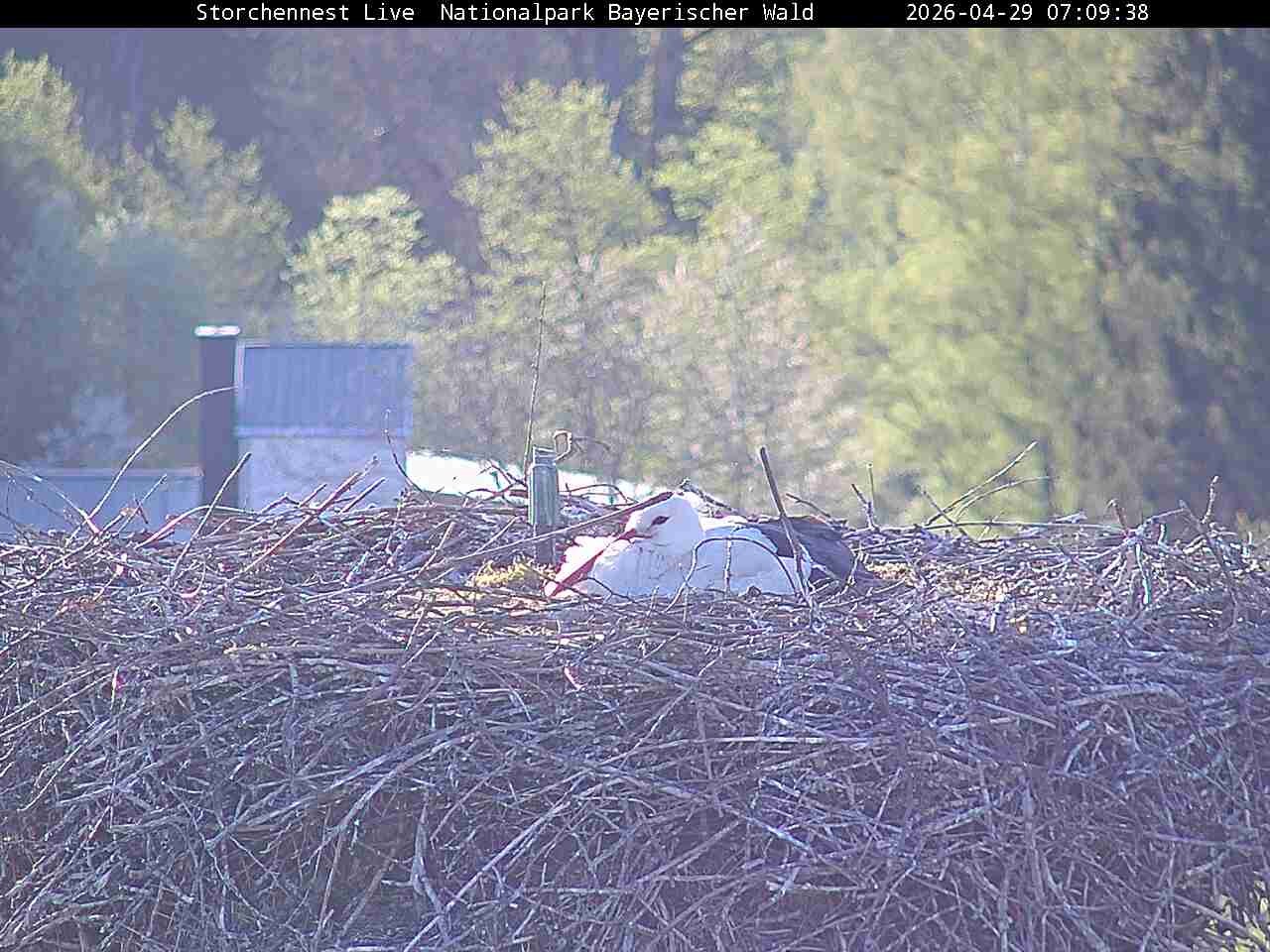 Archiv Foto Webcam Nationalpark Bayerischer Wald - Storchennest - Grafenau