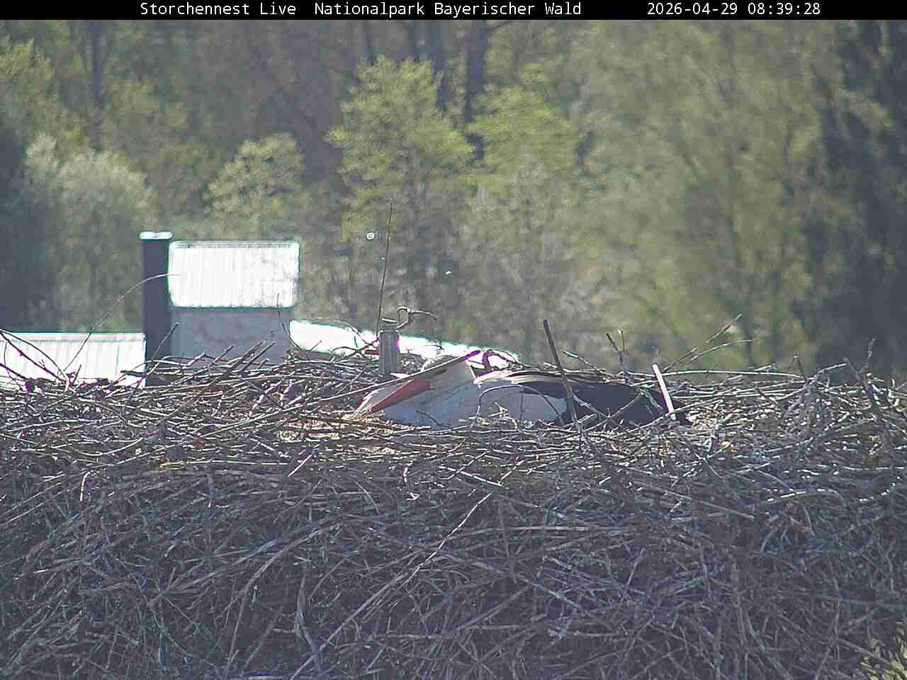 Archiv Foto Webcam Nationalpark Bayerischer Wald - Storchennest - Grafenau