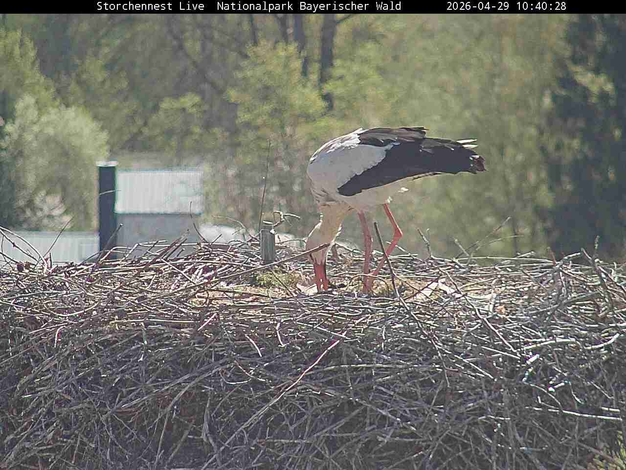 Archiv Foto Webcam Nationalpark Bayerischer Wald - Storchennest - Grafenau