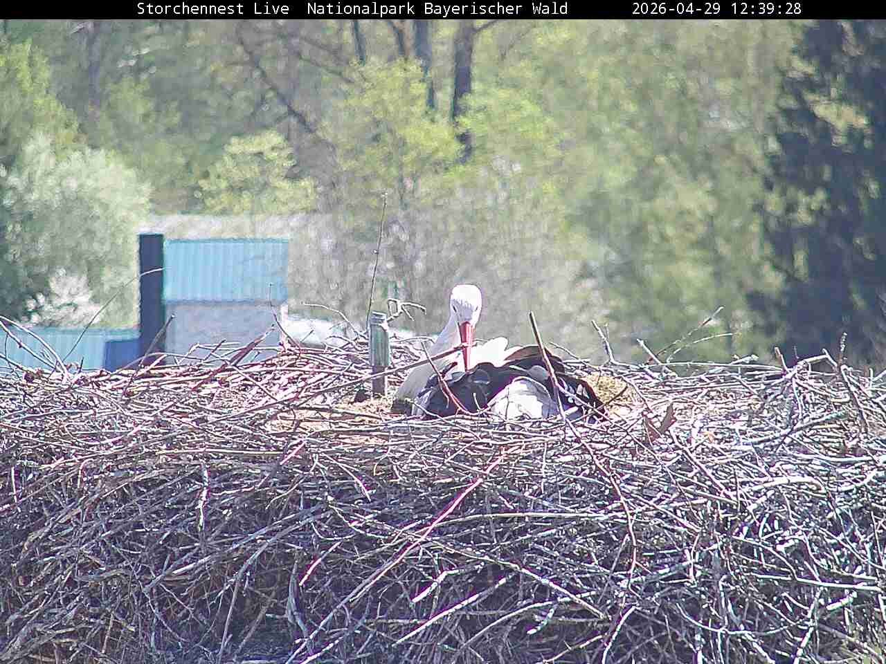 Archiv Foto Webcam Nationalpark Bayerischer Wald - Storchennest - Grafenau
