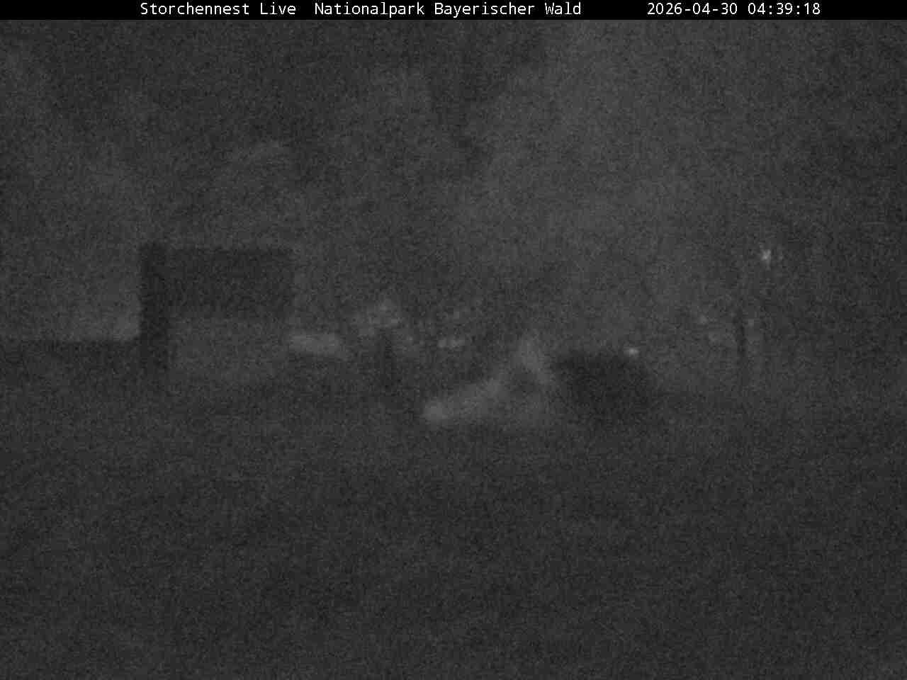 Archiv Foto Webcam Nationalpark Bayerischer Wald - Storchennest - Grafenau