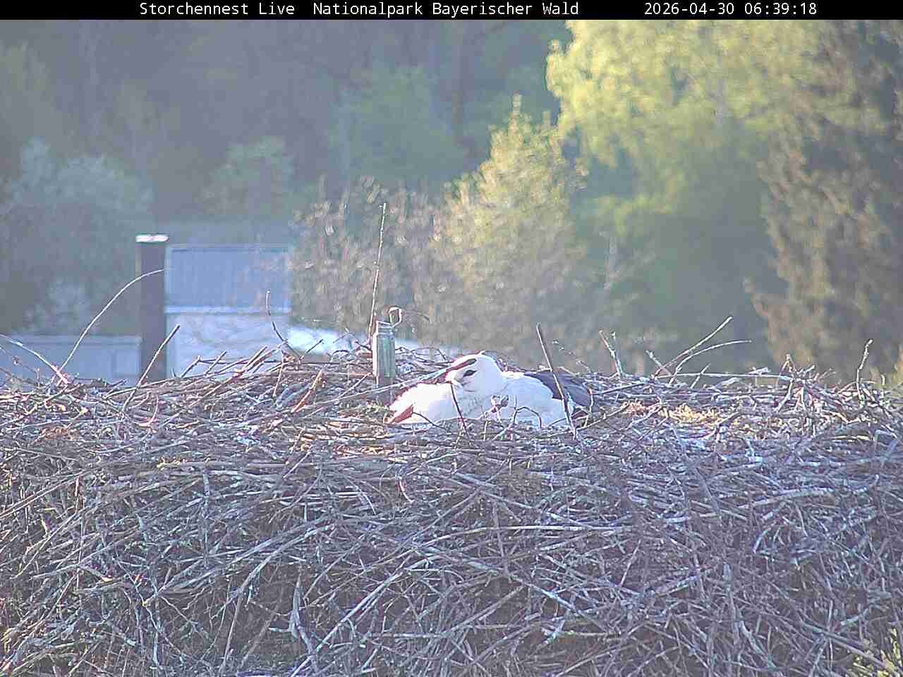 Archiv Foto Webcam Nationalpark Bayerischer Wald - Storchennest - Grafenau