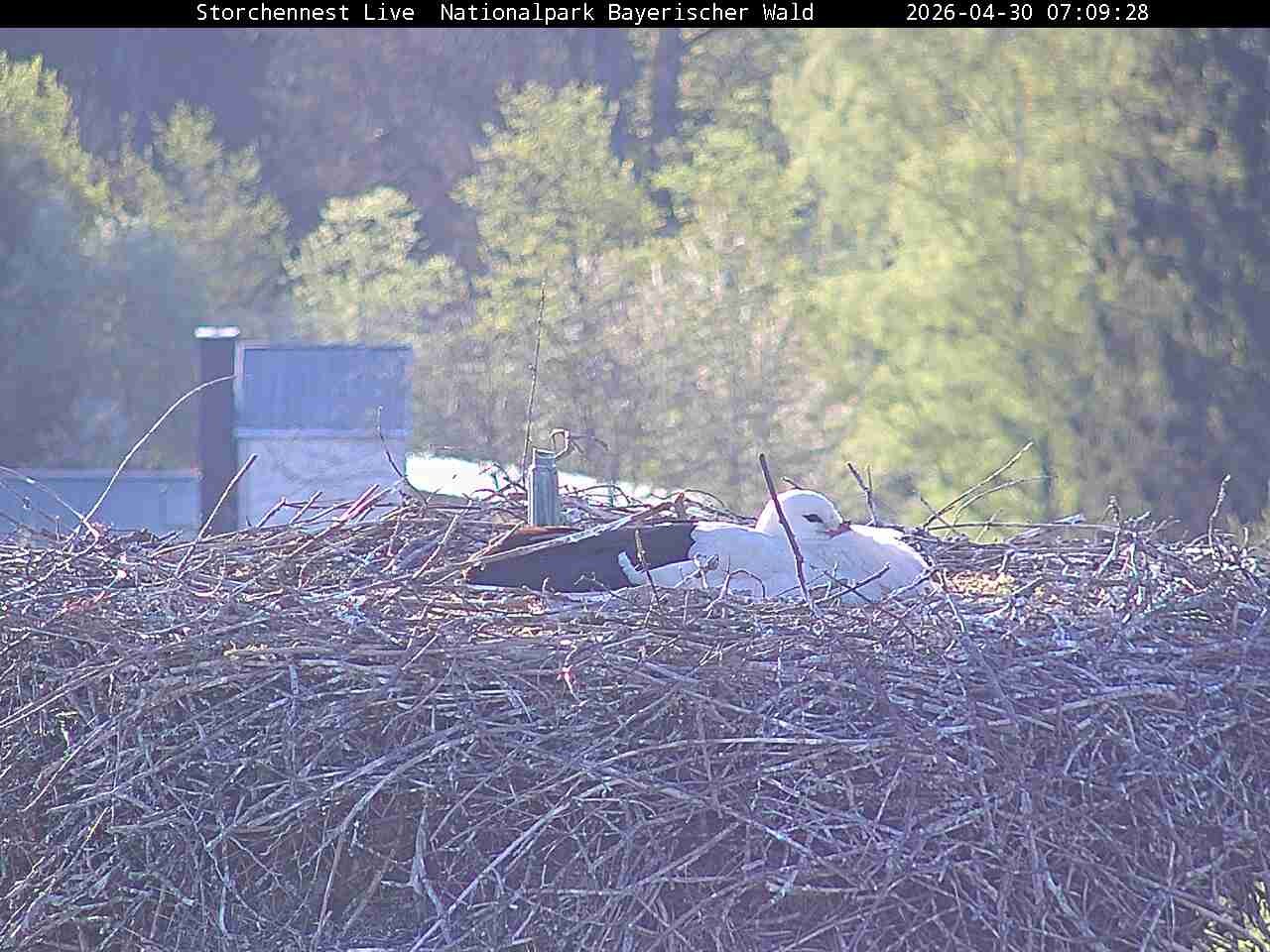 Archiv Foto Webcam Nationalpark Bayerischer Wald - Storchennest - Grafenau